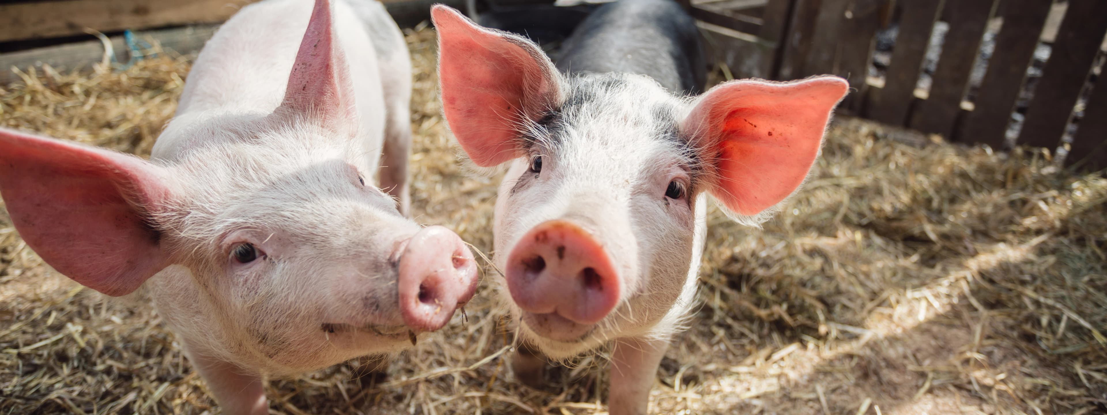 Site background image.